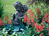 Putto between Phygelius capensis (Cape fuchsia) and Hosta