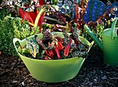 Beta vulgaris (chard) in green bowl in the garden, watering can