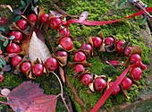 Wreaths of Malus (ornamental apples) and autumn leaves on a mossy wall