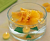 Hibiscus (Hibiscus) in a bowl with water and floating candles
