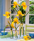 Gelbe Iris (Schwertlilien) in Glasflaschen auf dem Tisch, Teetassen, Tablett