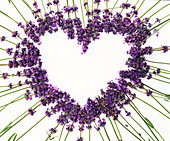 Heart of Lavandula (lavender) with stems pointing outwards