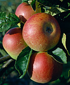 Apfel 'Idared', Früchte
