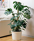 Monstera deliciosa (window leaf in white planter)