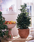 Laurus nobilis (laurel), bowl with Malus (apples)