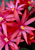 Blossoms of Rhipsalidopsis hybr. (Easter cactus)