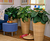 Various Calathea in high braided planters, blue stool