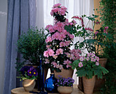 Azalea hybr. 'Claudia Theresa' (indoor azalea)