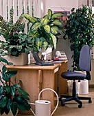 Gruenpflanzen im Büro verbessern das Raumklima