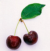 Prunus (Kirschen) mit Stiel und Blatt als Freisteller