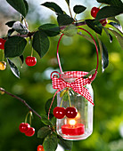 Windlicht mit Prunus (Kirschen) dekoriert an Zweig von Prunus (Kirschbaum)