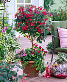 Fuchsia (Fuchsie), Stamm unterpflanzt mit Impatiens (Fleissigen Lieschen)