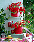 Petunia Sylvana 'Real Red' (petunia)