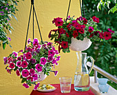 Petunia sylvana 'Purpur Queen' (Petunias) in hanging baskets