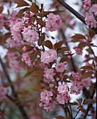 Prunus serrulata 'Kanzan' (Nelkenkirsche)