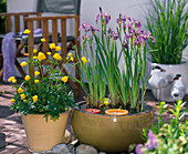 Iris versicolor (Sumpfiris), Trollius (Trollblume)