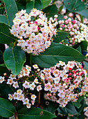 Flowers of Viburnum tinus (laurel snowball)