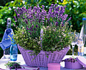 Korb mit Lavandula (Lavendel) und Thymus citriodorus (Zitronenthymian)