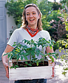 Junge Frau mit frisch gekauften Lycopersicon (Tomatenpflanzen)