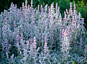 Stachys byzantina syn. lanata (Wollziest)