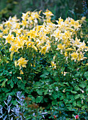 Aquilegia chrysantha (yellow columbine)