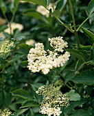 Sambucus nigra (Holunder), Blüten