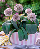 Allium karataviense, in pink and white jardiniere