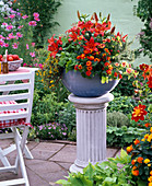 Bowl in variations:Lilium (lilies), Lantana (wood anemone), Sanvitalia