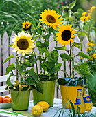 Helianthus in planters decorated with grass wreath