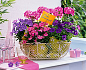 Wire basket with Dianthus (carnation), Petunia (petunia), Campanula carpatica