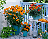 Cosmos sulphureus (Orange ornamental basket), Gazania