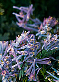 Corydalis flexuosa 'Purple Leafed' (Blue Corydalis)