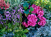 Schattenbeet mit Hosta (Funkie), Hydrangea (Hortensie)