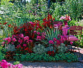 Red-pink bed with Lobelia speciosus fan 'Scarlet'