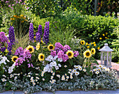 Colorful bed of perennials and summer flowers, Delphinium