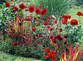 Red bed with Dahlia 'Jackpot', Zinnia, Cosmos