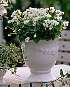 Weißer Keramikübertopf mit Viola sororia 'Alba' (Pfingstveilchen)