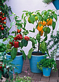 Capsicum 'Multi', 'Nazar' (Sweet Pepper) yellow and red
