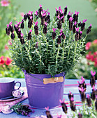 Lavandula stoechas (Spanish lavender) in purple metal bucket