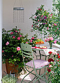 Duftbalkon mit Rosa 'Mary Rose' (Englischer Rose), Lathyrus