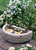Stone birdbath with floating flowers of Dahlia
