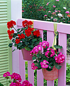 Pelargonium zonal trend 'Lavender' 'Tamara' (standing geranium)