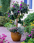 Tibouchina urvilleana (princess flower) underplanted