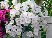 Petunia Sylvana 'White Improved' (Petunia)