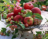 Malus (Äpfel und Zieräpfel) in Schale aus Metall mit Füßen