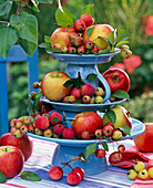 Malus (apples and ornamental apples) on self-made etagere made of upturned cups