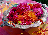 Various Dahlia (dahlias) in silver bowls
