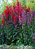 Lobelia speciosa Kompliment - Serie (Stauden - Männertreu), rot und lila