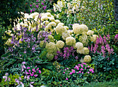 Schattenbeet mit Hydrangea arborescens 'Annabelle' (Strauchhortensie)