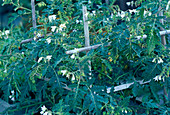 Solanum sisymbriifolium 'Lulita'